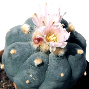 Peyote