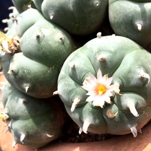 Peyote