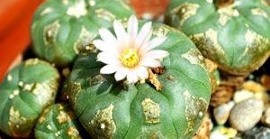 Peyote