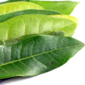 Pimento Leaf