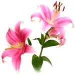Pink Lily