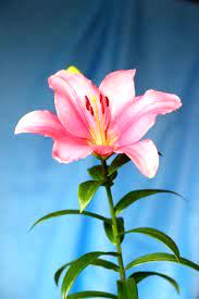 Pink Lily
