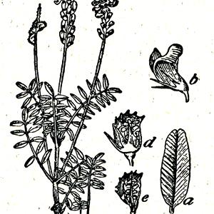 Pipirigallo