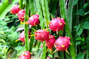 Pitahaya Flower