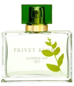 Privet Bloom Hampton Sun