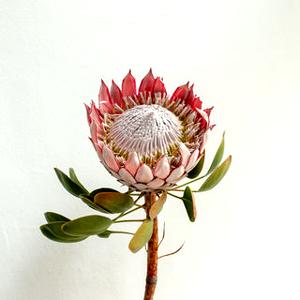 Protea