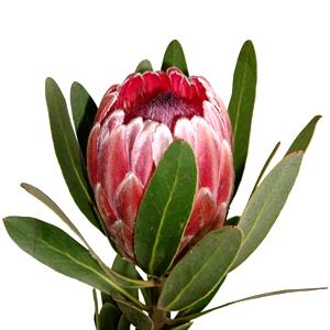 Protea