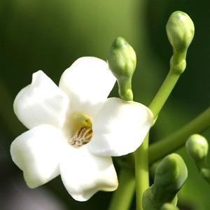 Pua keni keni (Pua-lulu)