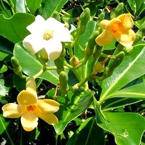 Pua keni keni (Pua-lulu)