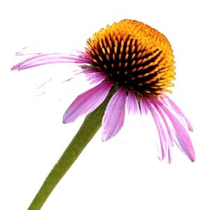 Purple Coneflower