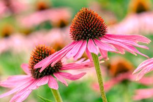 Purple Coneflower