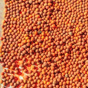 Quandong, desert peach