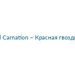 Red Carnation – Красная гвоздика