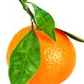 Red Mandarin