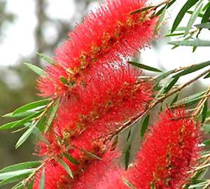 Red Willow