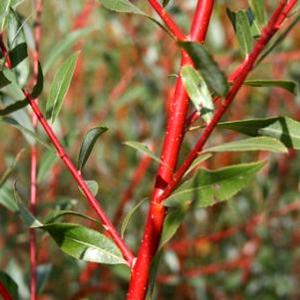 Red Willow