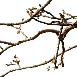 Resina del árbol del incienso Boswellia