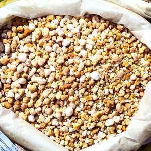 Resina del árbol del incienso Boswellia