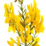 Retama de los tintoreros