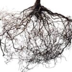 Roots
