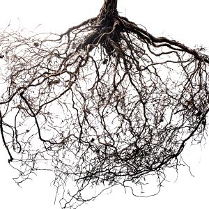Roots