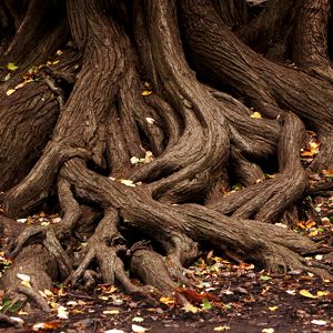 Roots