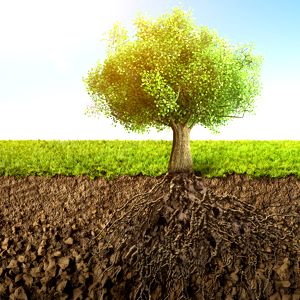 Roots