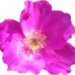 Rosa japonesa (rosa rugosa)