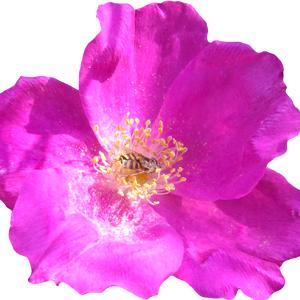 Rosa japonesa (rosa rugosa)