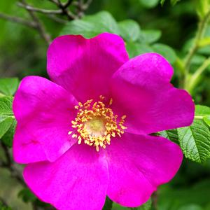 Rosa japonesa (rosa rugosa)