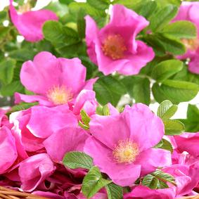 Rosa japonesa (rosa rugosa)