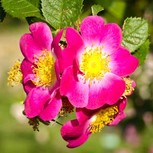 Rosa silvestre (rosa de perro)