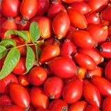 Rosa silvestre (rosa de perro)