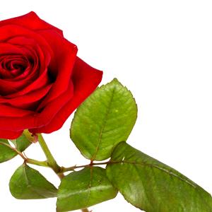 Rose Leaf