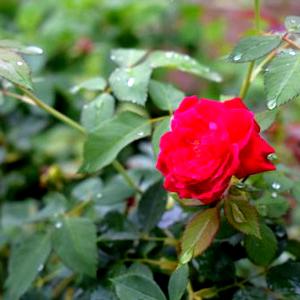 Rose Leaf