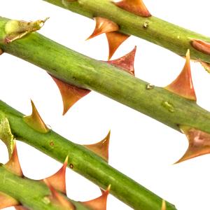 Rose Thorn