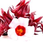 Flor de Jamaica