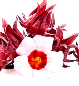 Flor de Jamaica