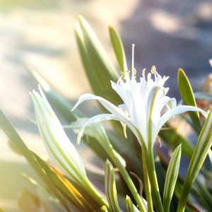 Sand Lily