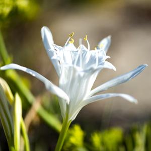 Sand Lily