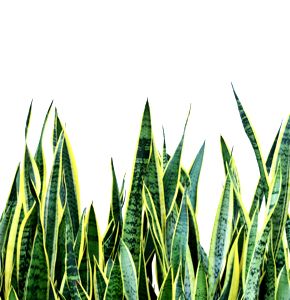 Sansevieria
