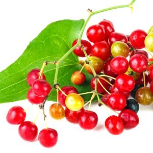 Sarsaparilla