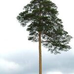 Scots pine variant