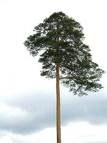 Scots pine variant