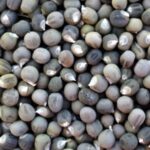 Seed Okra or Gumbo