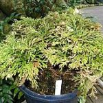 Selaginella tamariscina