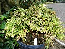 Selaginella tamariscina