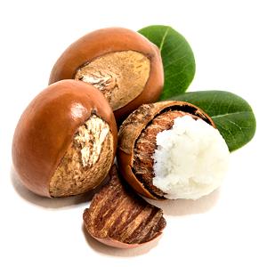 Shea Nuts