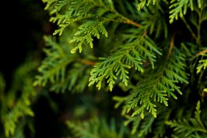 Siam Wood