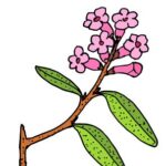 Siberian rhododendron